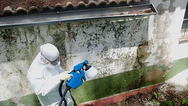 Trusted Attic Mold Removal service in Paulsboro, NJ - Cheap Mold Removal